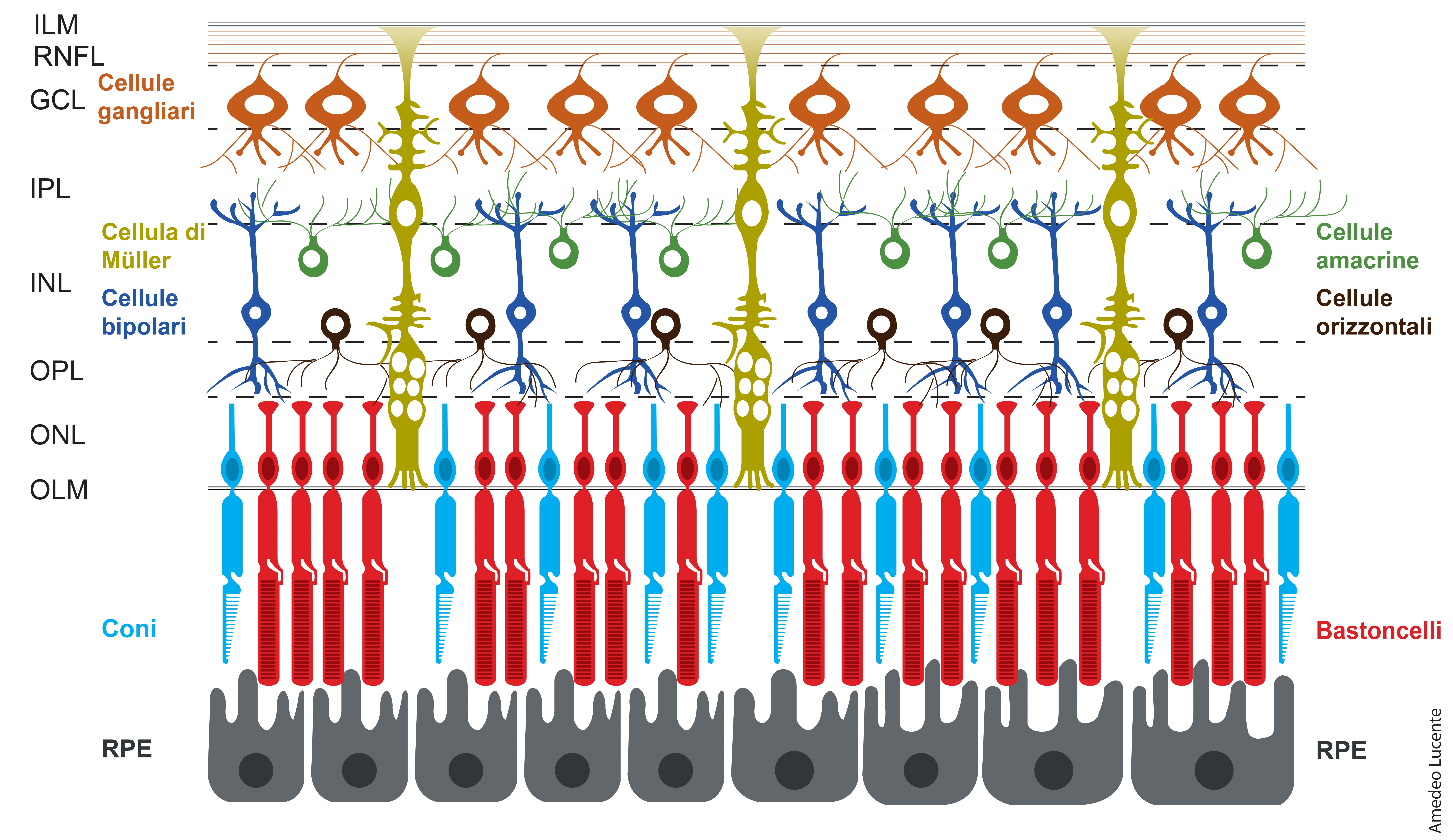 Schema personale della retina secondo Amedeo Lucente